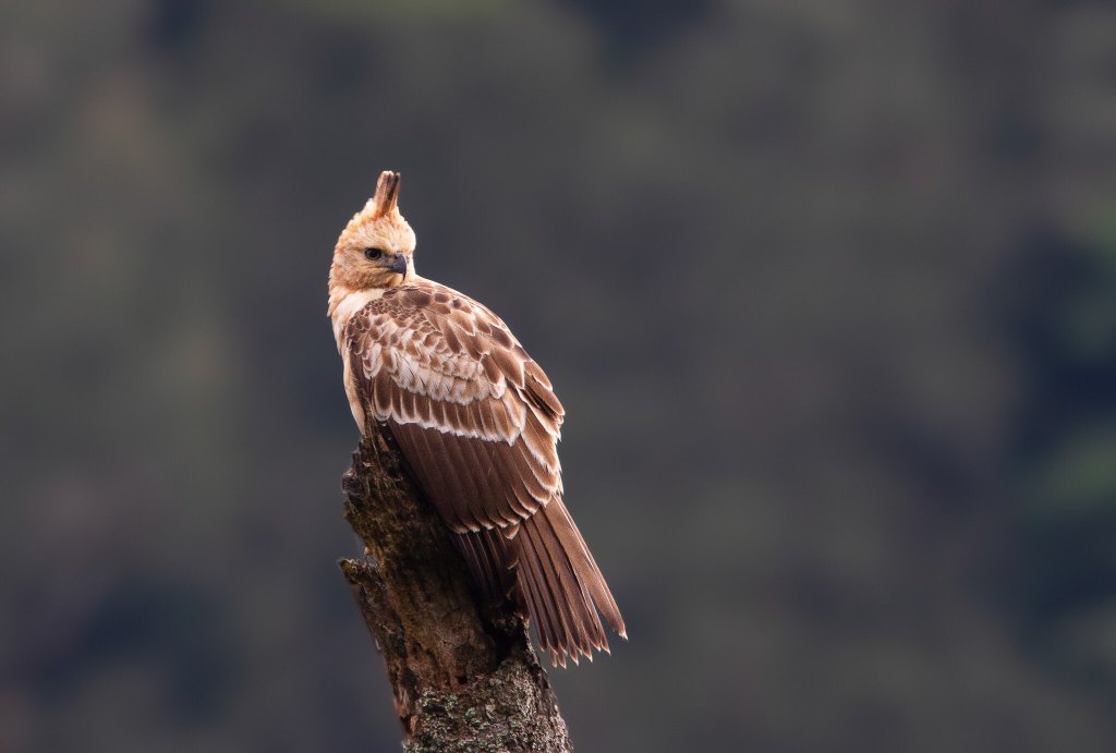 I’d Love to be an&nbsp;Eagle